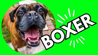 Top 10 Interesting Facts About Boxer Dogs 101 [upl. by Okoyk979]