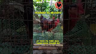 NEGOSYO SA MALIIT NA PUHUNAN  RHODE ISLAND RED CHICKENS BACKYARD FARMING [upl. by Ingalls]