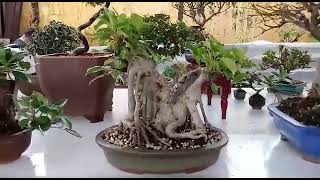 expo bonsai bonsai House alguns são meus 2017 [upl. by Ariaek]