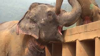 Newly rescued elephant was greeted and welcomed from the herd  ElephantNews [upl. by Eloccin618]