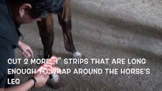 Equine Suspensory Ligament Support Taping [upl. by Nhguavoj556]