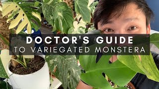 Variegated Monstera Care  An InDepth and Practical Guide  Ep 13 [upl. by Kensell]