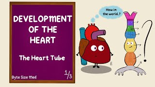 Development of the Heart  The Heart Tube  Part 13  Cardiac Looping  Cardiovascular Embryology [upl. by Yrakcaz700]