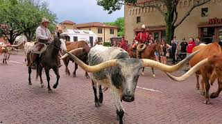 Fort Worth Stockyards Longhorn Cattle Drive A typical tourist view  Texas Livestock [upl. by Osana713]