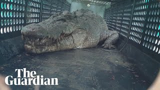 Hear it roar 39metre saltwater crocodile captured in north Queensland [upl. by Raine]