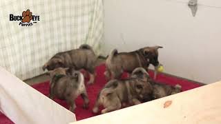 Norwegian Elkhound Puppies [upl. by Aridaj]