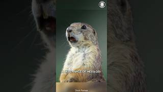 Prairie Dog 🐿️ The Truth Behind Their Screams [upl. by Merras303]