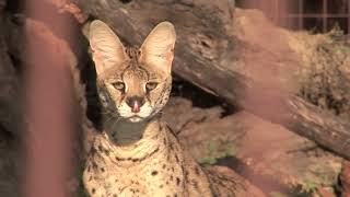 6 African Servals Rescued [upl. by Grondin60]