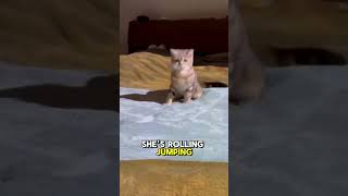 Cat Freaks Out Over Fake Bugs 😂 [upl. by Abdella]