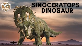 SINOCERATOPS DINOSAUR [upl. by Airdnaed246]