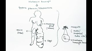 Wuchereria bancrofti Lifecycle English  Wuchereria bancrofti Lymphatic Filariasis Elephantiasis [upl. by Asli]