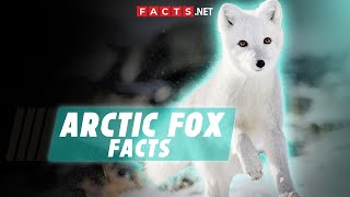 Arctic Fox Facts amp Characteristics of These Frosty Foxes [upl. by Yesllek]