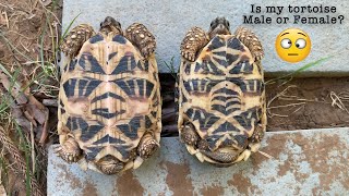 Indian Star Tortoise diet  The most detailed diet list for Indian Star Tortoise [upl. by Rahsab]