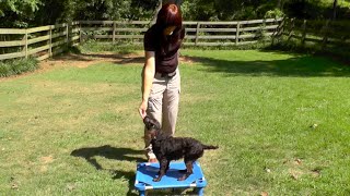 Puppy Training Kona Boykin Spaniel Verbal Marker Training amp Playtime [upl. by Brink587]