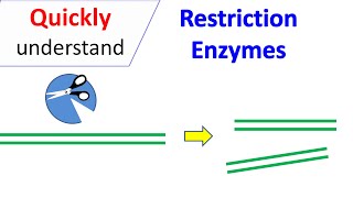 Restriction Enzymes [upl. by Atnuahc]