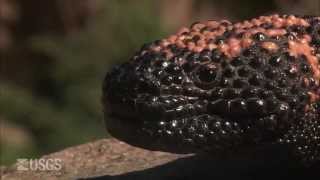 Gila Monster [upl. by Eelyk314]