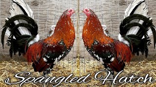 Spangled Hatch RE FARM  Modesto California [upl. by Artus766]