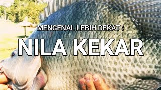 NILA KEKAR [upl. by Nac331]