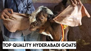 Top Quality Hyderabadi Goats available in Hyderabad Misrigunj  jackson breedline hyderabadi breeder [upl. by Abijah]