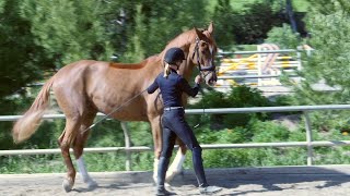 How to teach your horse to piaffe in hand [upl. by Stroup]