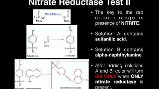 Microbiology  Nitrate Broth Nitrate Reduction Test [upl. by Ayra]