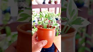 Pothos in small clay pot pothospropagation houseplants indoorplants diy pothosspecies shorts [upl. by Aicia]