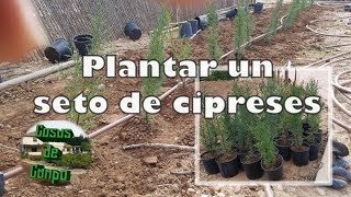 Como plantar un seto de cipreses cortavientos [upl. by Barkley424]