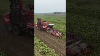 Advanced Beet Harvesting Machine  Fast and Efficient Harvesting [upl. by Teodoro9]