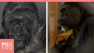 L’inquietante messaggio della gorilla Koko  Positivo [upl. by Annirak970]