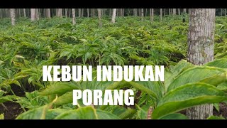 KEBUN INDUKAN PORANG [upl. by Platt345]