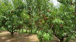 Picking White Peaches in Larriland Farm [upl. by Kendal]