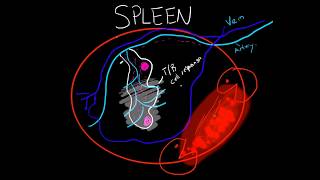 Immunology  Spleen Structure and Function BASIC [upl. by Keithley]