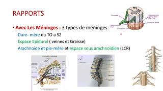 ANATOMIE DE LA MOELLE EPINIERE [upl. by Jolene]