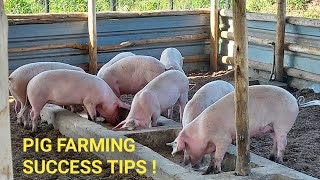 Modern Pig Farming  Inside the most successful PIG FARM INCREDIBLE LIVESTOCK RAISING [upl. by Mcdade]