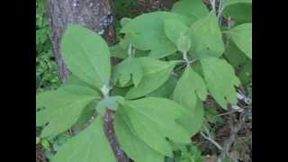 How to Identify Sassafras [upl. by Aloivaf529]