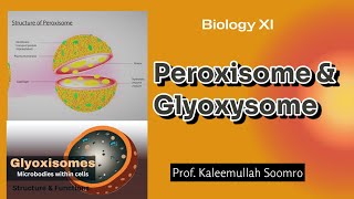 Peroxisome amp Glyoxysome  XI Biology [upl. by Lynnet]