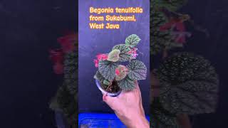 Begonia tenuifolia happyplantgroupcom begonia begoniaceae plants ベゴニア terrarium paludarium [upl. by Dleifrag]