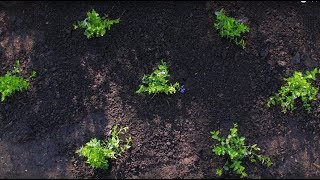 How to Plant Groundcover [upl. by Mlohsihc]