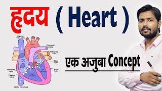 ह्रदय कैसे काम करता है  ह्रदय की संरचना एवं कार्य  Human Heart amp Its Function in Hindi [upl. by Alil]