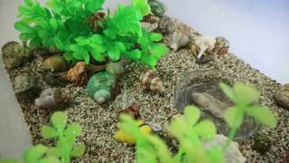 Land Hermit Crab In Plastic Tank Kelomang [upl. by Namharludba]