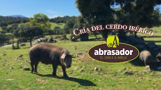 Cómo se cría el cerdo ibérico en las granjas y fincas en extensivo 🐖 [upl. by Ava525]