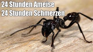 Der schmerzhafteste Insektenstich der Welt  Gift Wirkung [upl. by Haonam680]