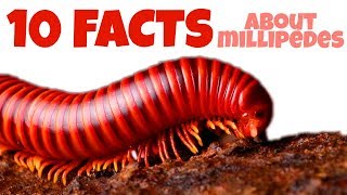 TOP 10 FACTS ABOUT MILLIPEDES UNBELIEVABLE [upl. by Ahse]