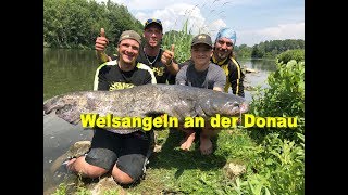 Welsangeln an der Donau  Waller Workshop  Köderfisch Wallerholz Tauwurm UPose mit Stefan Seuß [upl. by Narat]