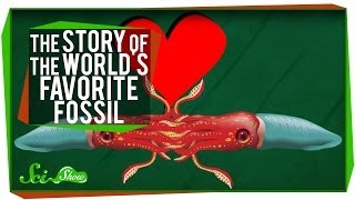 The Story of the Worlds Favorite Fossil [upl. by Girardo]