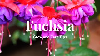 Fuchsia Grow and Care Tips [upl. by Niryt]