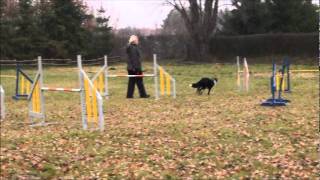 Sienna Alchera  agility  15 11 2011 [upl. by Otila]