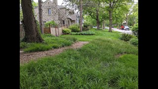 Get Sedgy Adaptable Native Sedge Species to Replace Wood Mulch [upl. by Kylstra]