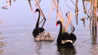 Black Swans with 10 cygnets Cygnus atratus  BirdSpyAus [upl. by Richela644]