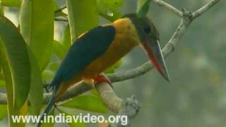 Stork Billed Kingfisher Kerala [upl. by Sabelle]